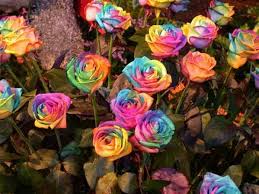 real roses