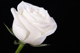 white rose flower