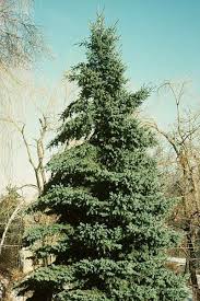 pictures white spruce trees