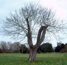 pictures walnut trees