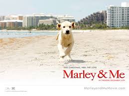 2008 Marley and Me wallpaper