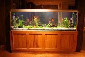 tropical fish aquarium pictures