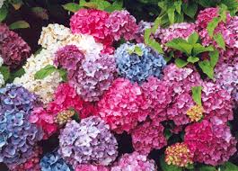 pictures hydrangeas