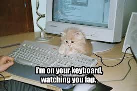 keyboard cat