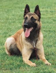 Carousel Belgian Malinois