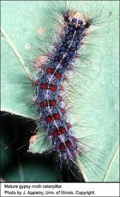 gypsy moth caterpillar pictures