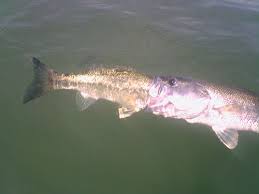 largemouth bass picture