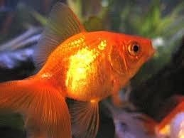 goldfish carassius auratus