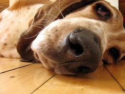 dog house training videos basset hound