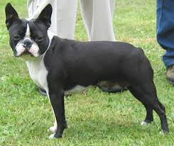 Boston Terrier Boston_terrier_h04