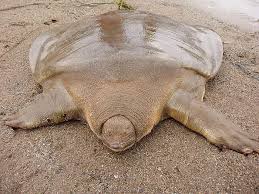 the oldest turtle