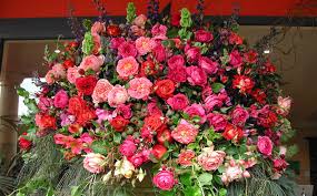 roses photos