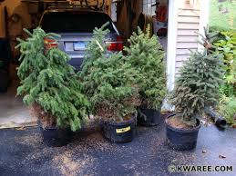 spruce pine trees