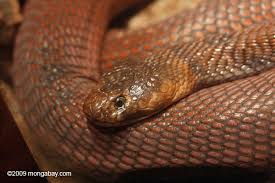 red spitting cobra