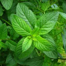 Peppermint