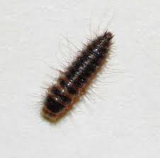 beetle larvae pictures