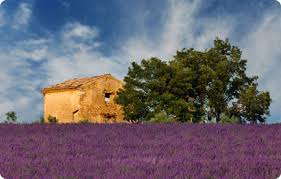 fields in Provence, France