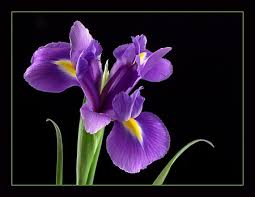 purple iris flower