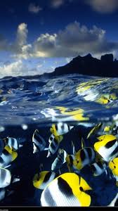 animated fish wallpapers