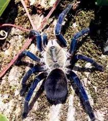 cobalt blue tarantula