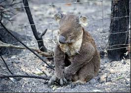 victorian bushfires