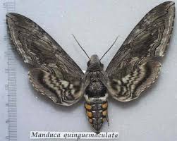 pictures of moths