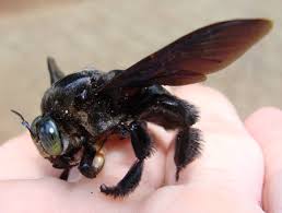 big bees