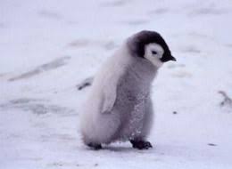 baby penguins