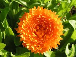 calendula