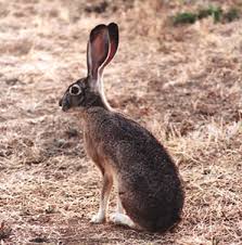 s_hare.jpg