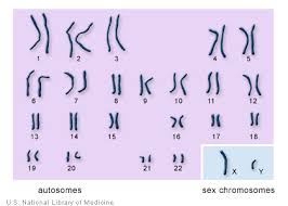 chromosome