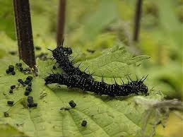 british caterpillars pictures
