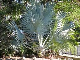 palm tree varieties pictures