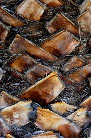 palm tree trunk