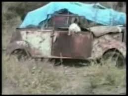 funny cat videos youtube