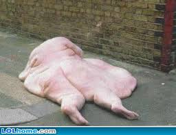 funny pics of fat people