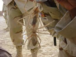 camel spiders