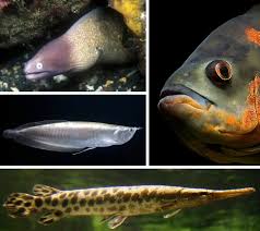 aquarium fish species pictures