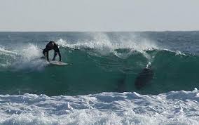 killer sharks
