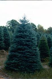 spruce pine trees