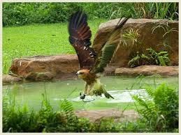 eagle bird of prey