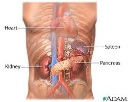 Pancreas and kidneys