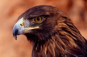 golden eagles pictures