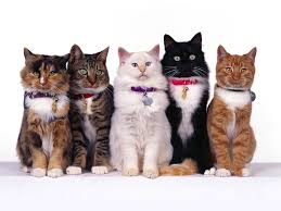 Cat Breeds Photos