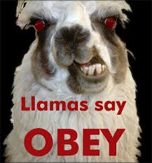 llamas