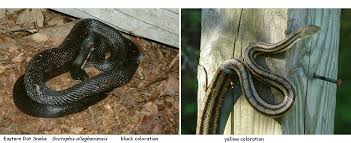 rat snake photos