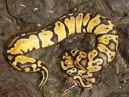 pastel ball python
