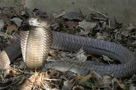 largest spitting cobra discovered pictures