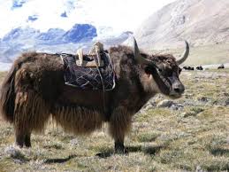 sevaderailleurs.free.fr