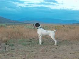 bird dog